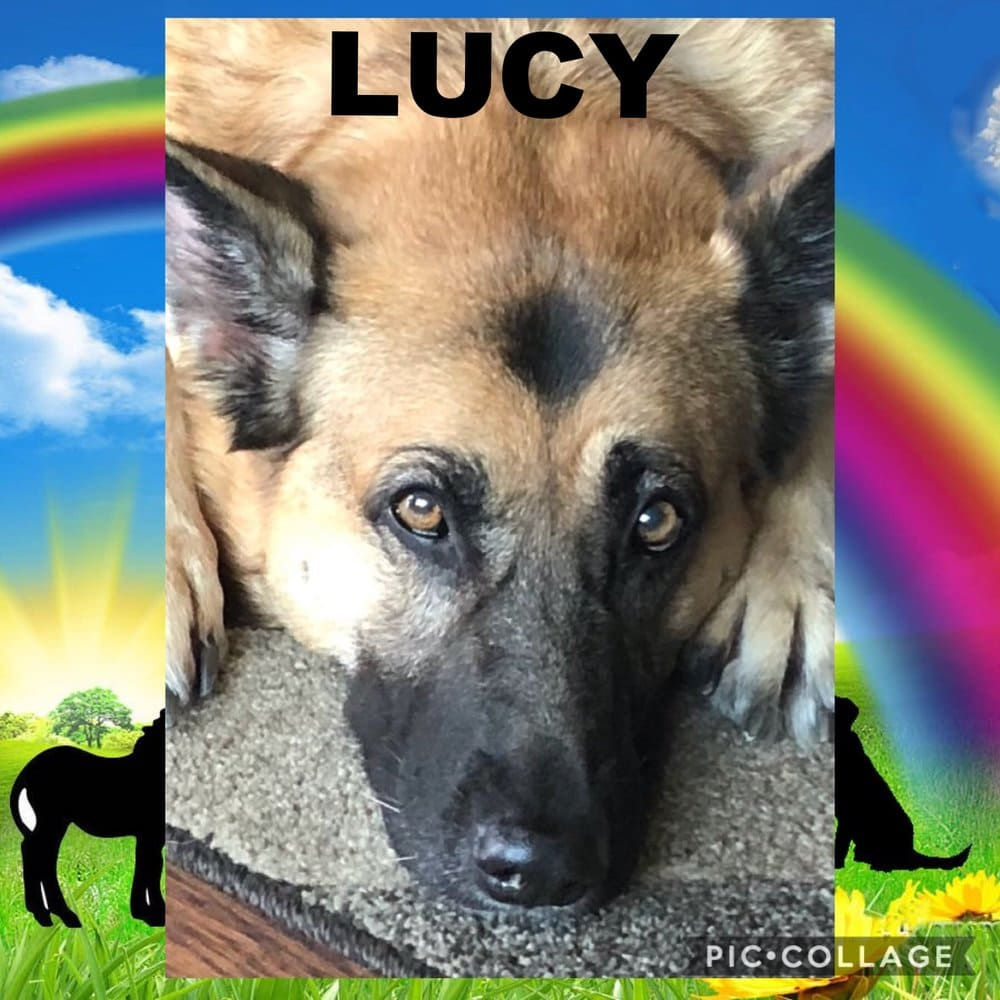 dog-named-lucy