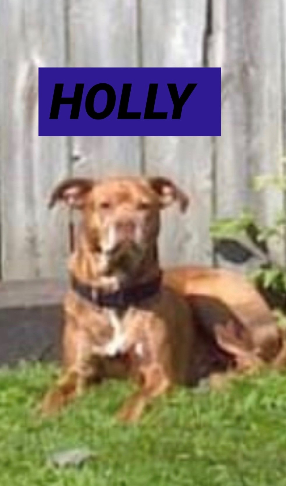 holly-the-dog