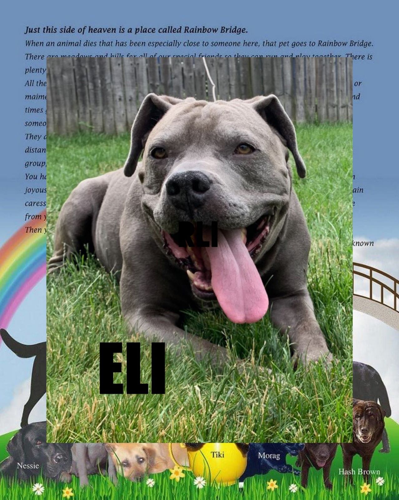 eli-the-dog