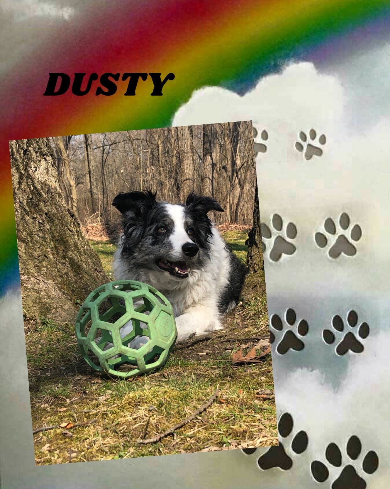 dog-named-dusty