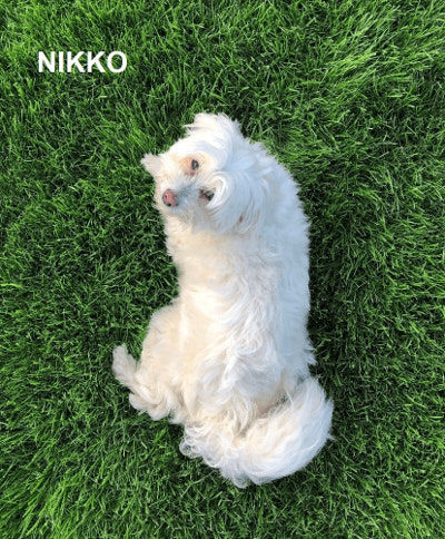 nikko-the-dog