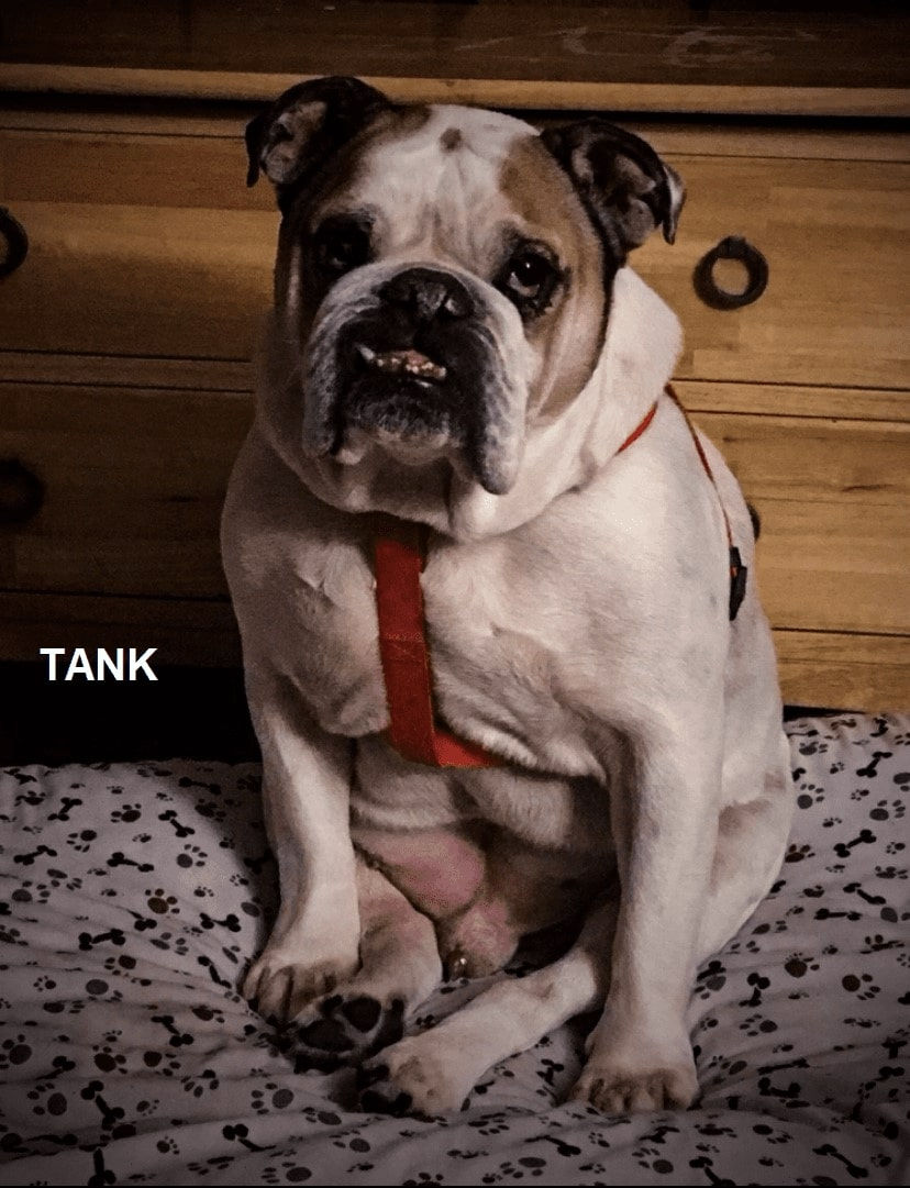 dog-named-tank