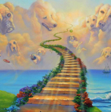 dog-stairway-to-heaven