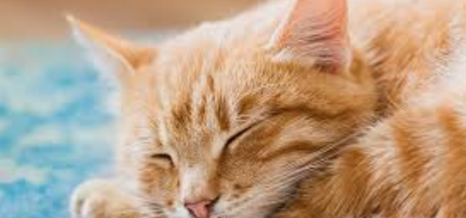 sleeping-orange-cat