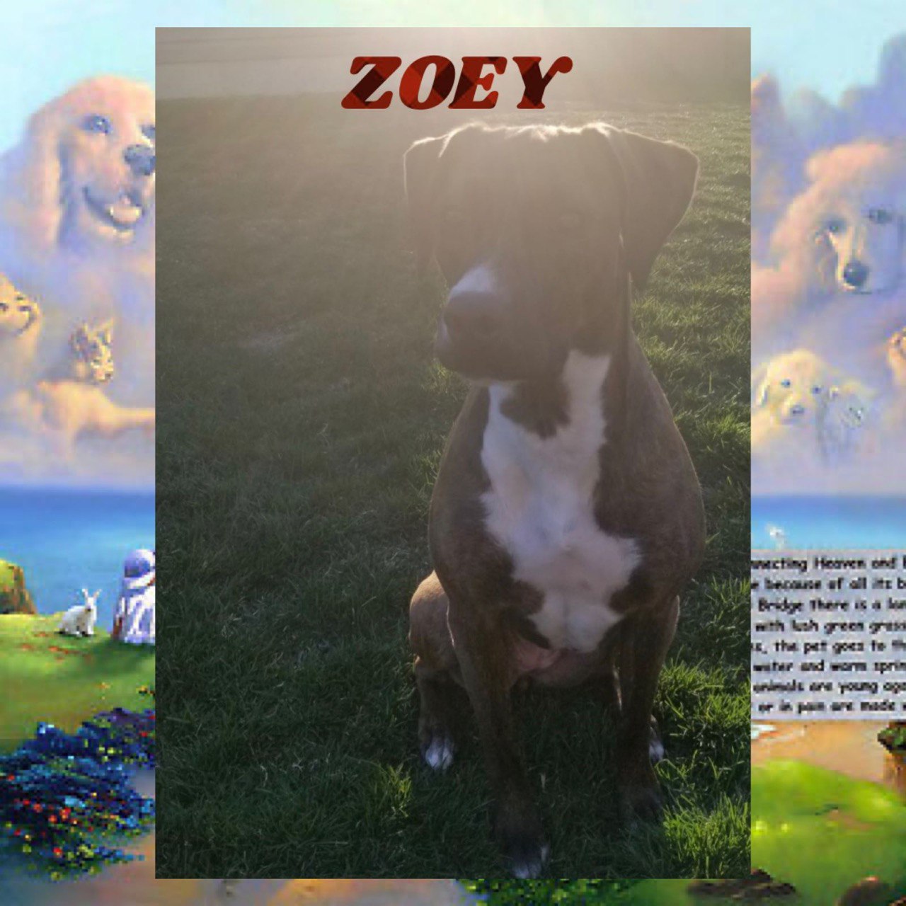zoey-the-dog