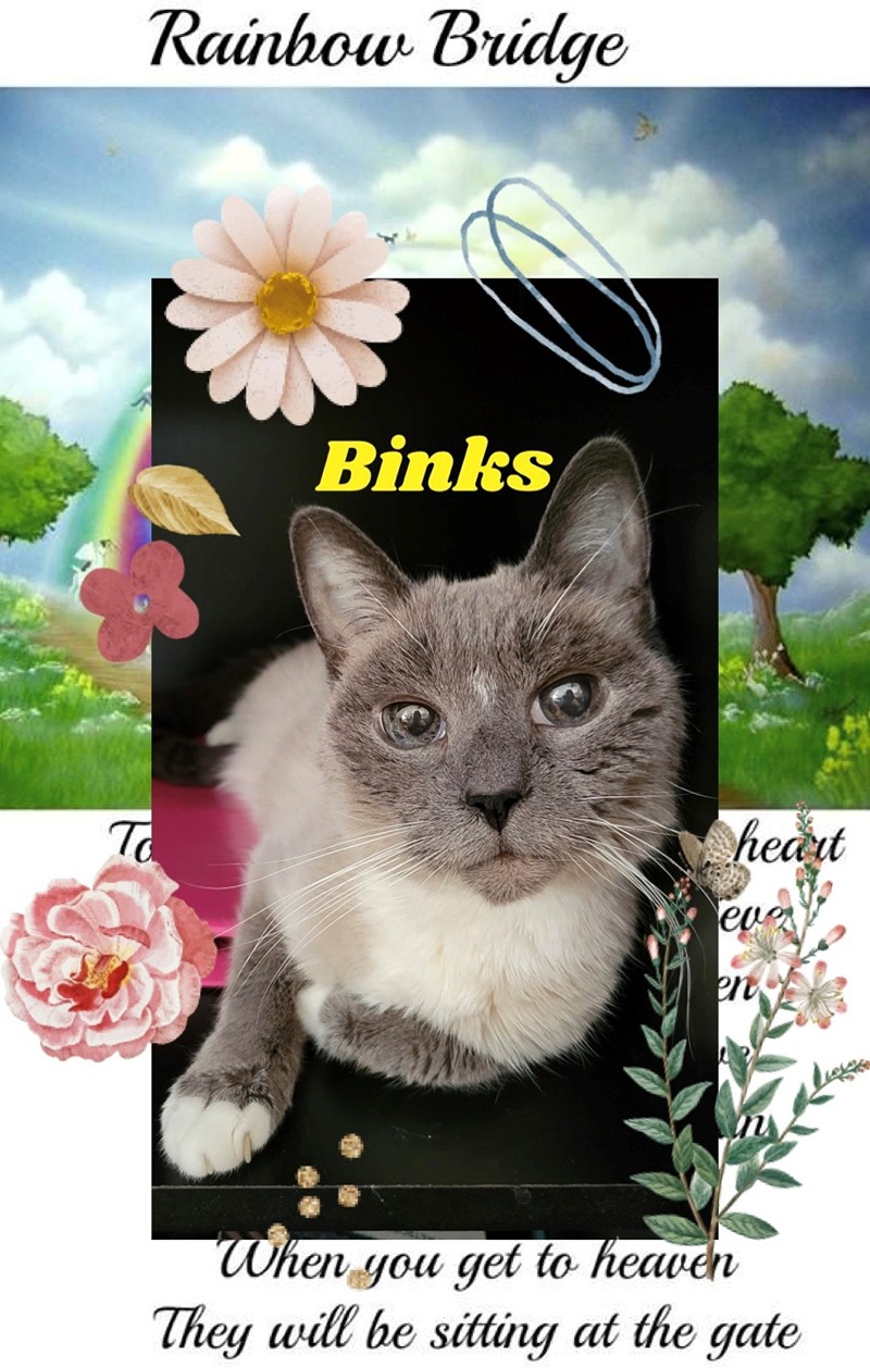 binks-the-cat