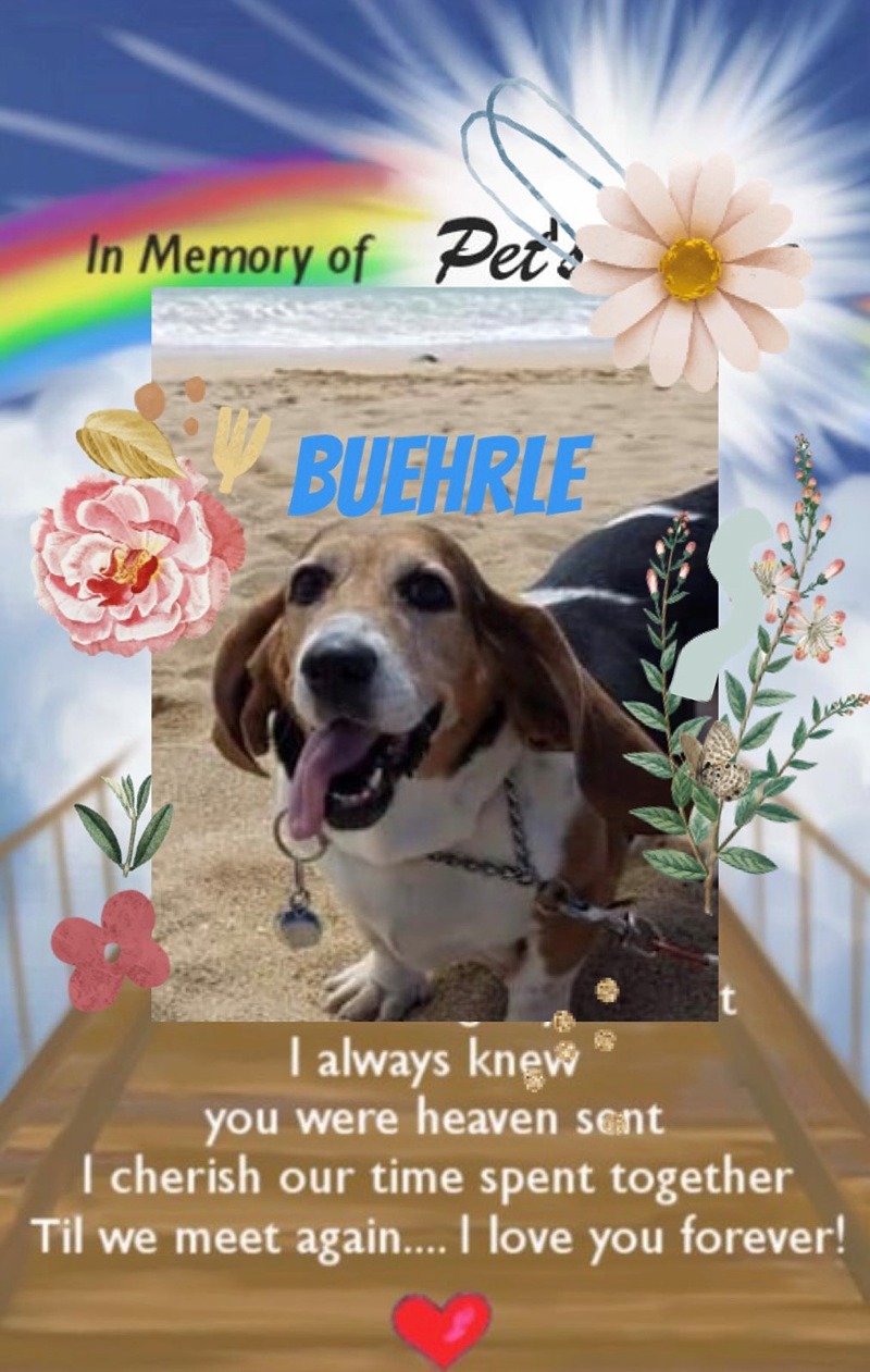 buehrle-the-dog