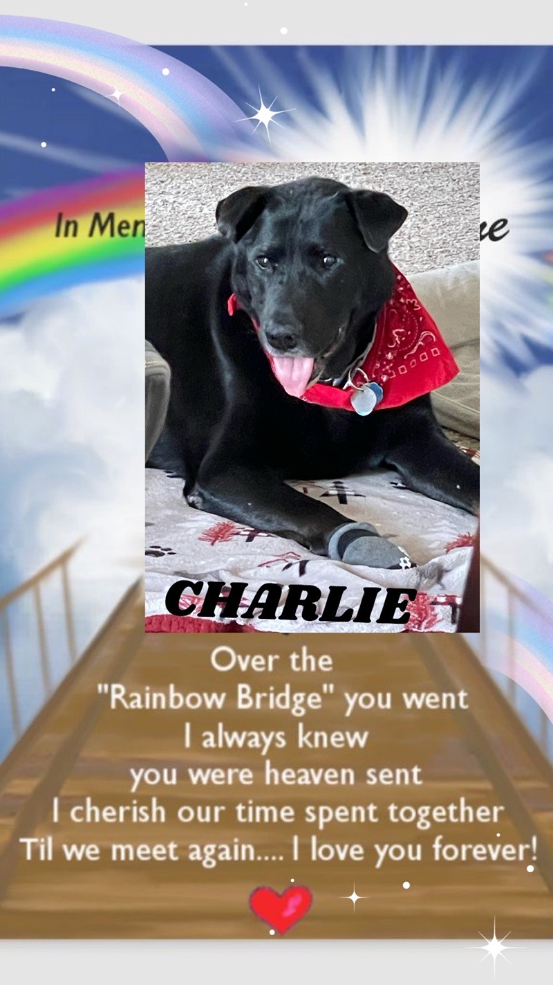 dog-charlie
