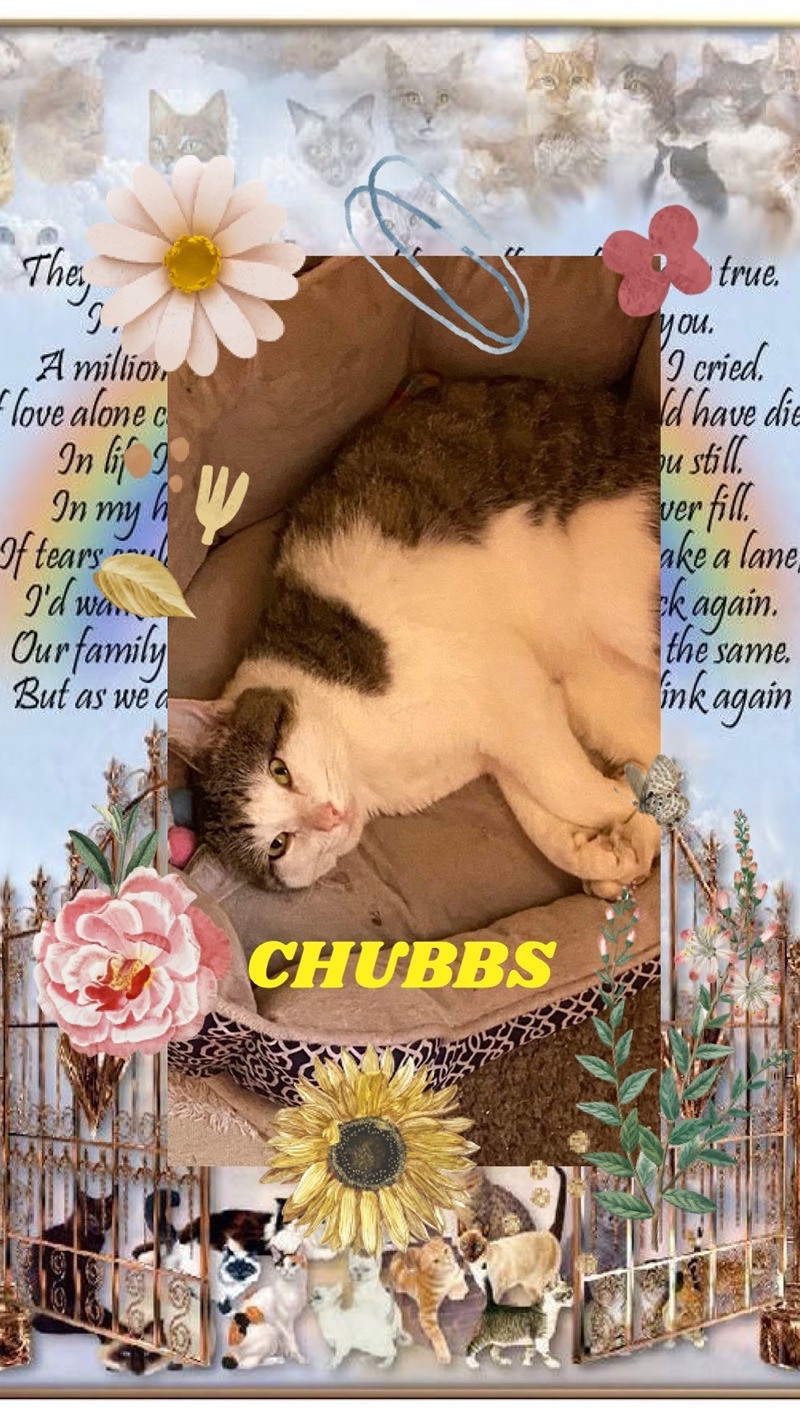 cat-chubbs