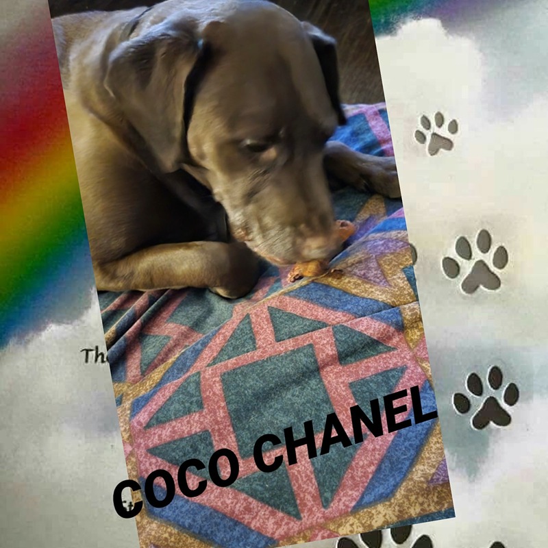 dog-coco-chanel