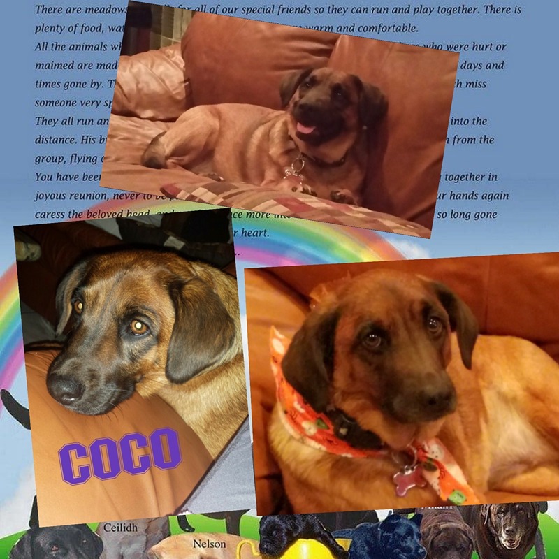 dog-named-coco