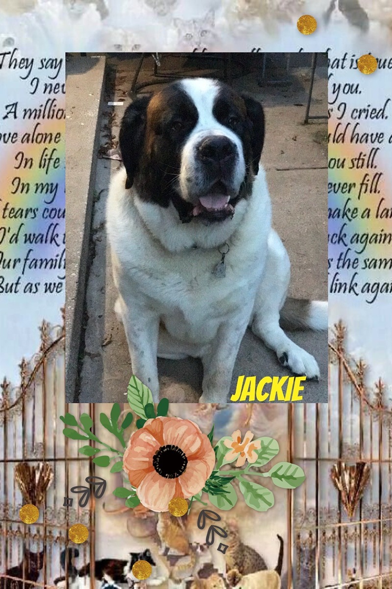 dog-named-jackie