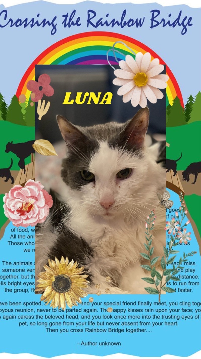 long-haired-cat-luna