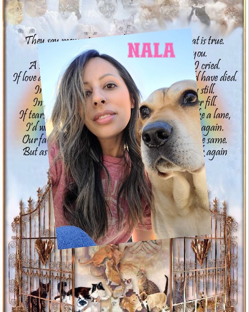 nala-the-dog