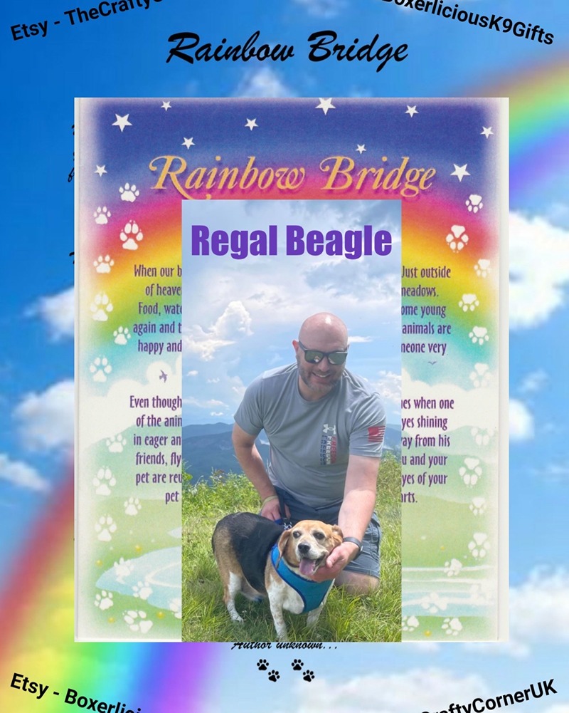 regal-beagle-dog
