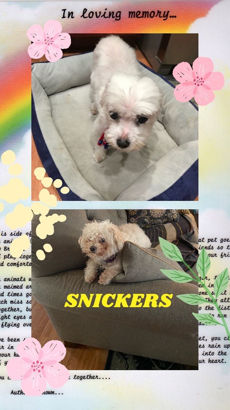 dog-snickers