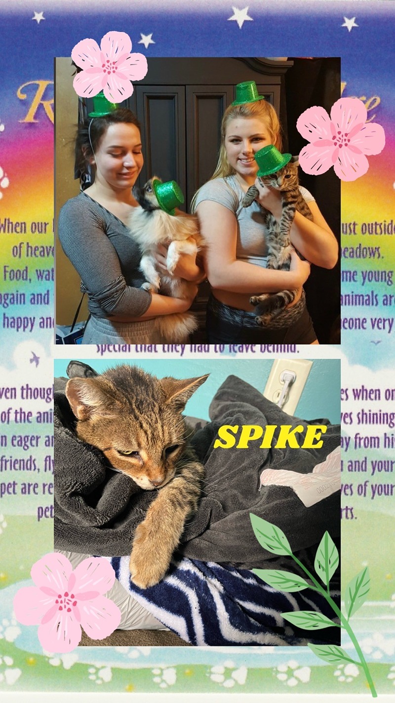 cat-spike2