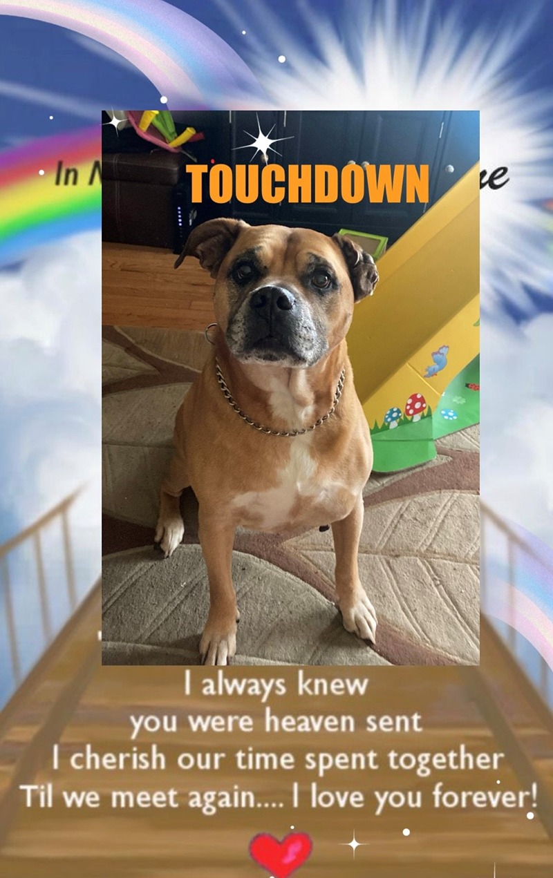 dog-touchdown
