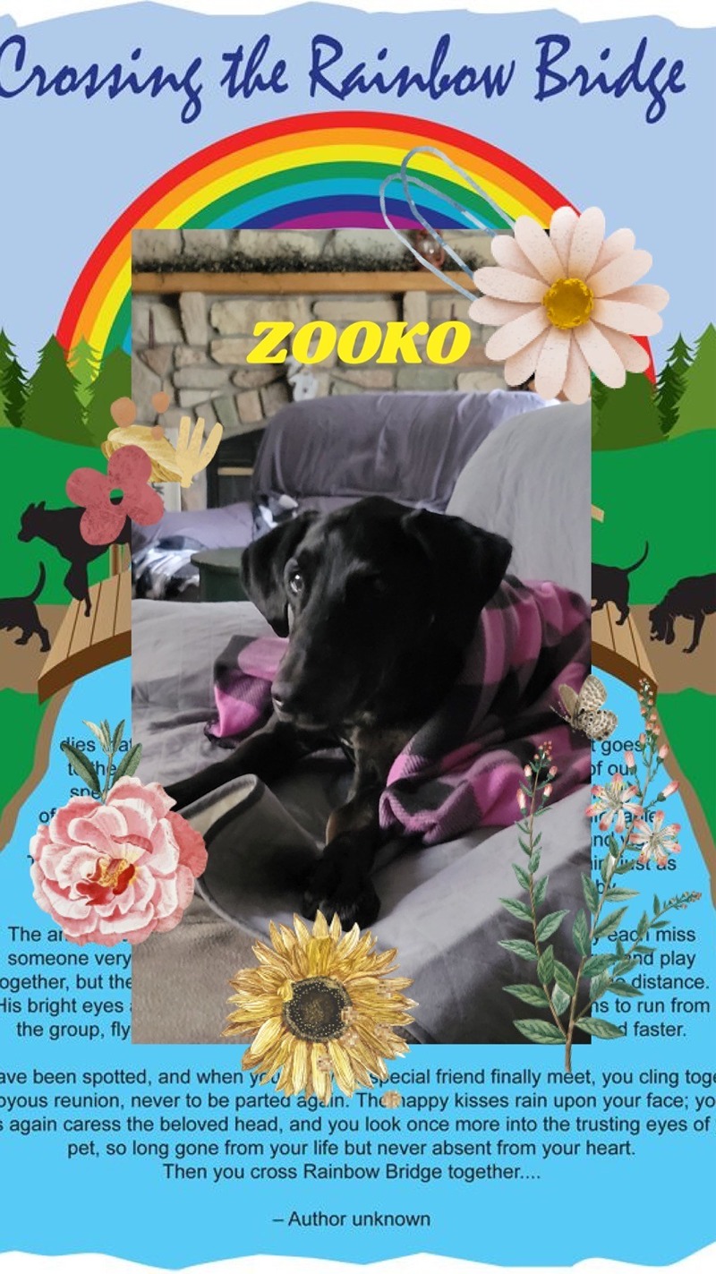 dog-zooko